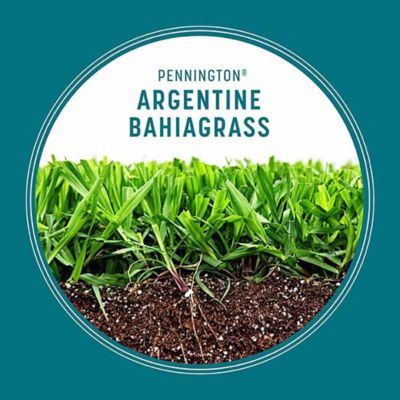 Image showing  Argentine Bahiagrass 3 lb.