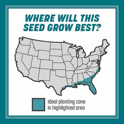 Image showing  Argentine Bahiagrass 3 lb.