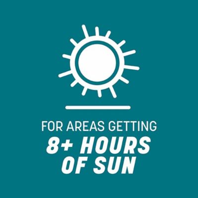 Image showing 5 th Pennington Argentine Bahiagrass 3 lb.