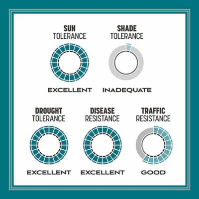 Image showing 7 th Pennington Argentine Bahiagrass 3 lb.