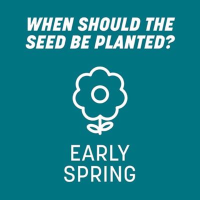 Image showing 9 th Pennington Argentine Bahiagrass 3 lb.