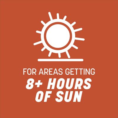 Image showing  Bermudagrass 1 lb.