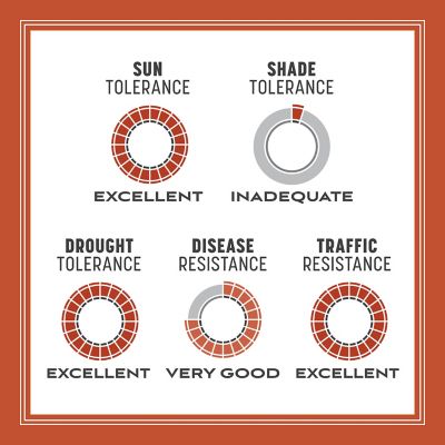 Image showing  Bermudagrass 1 lb.