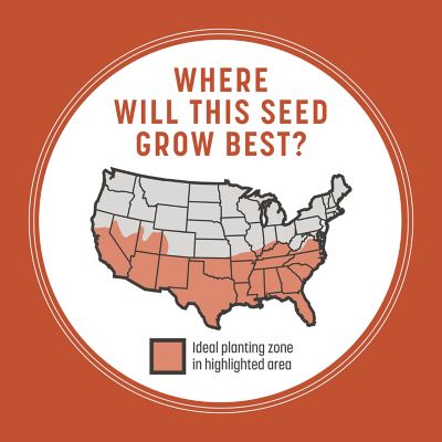 Image showing 8 th Pennington Bermudagrass 1 lb.