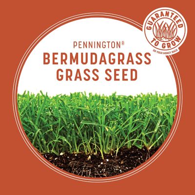 Image showing 9 th Pennington Bermudagrass 1 lb.