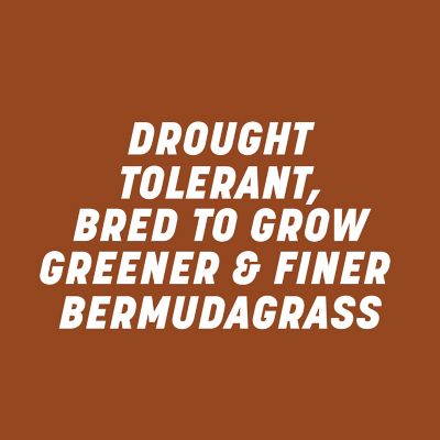 Image showing  Bermuda Sahara 25 lb. Pallet