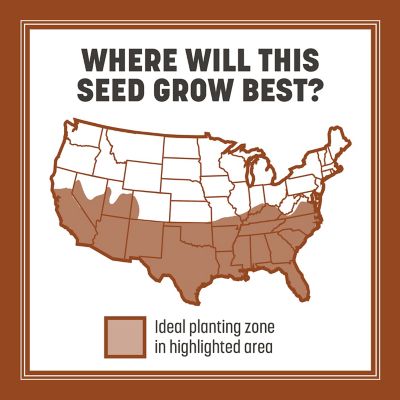 Image showing 5 th Pennington Bermuda Sahara 25 lb. Pallet