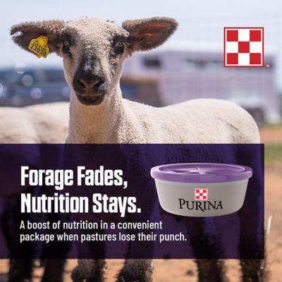 Image showing  Sheep & Goat Protien +Energy Tub