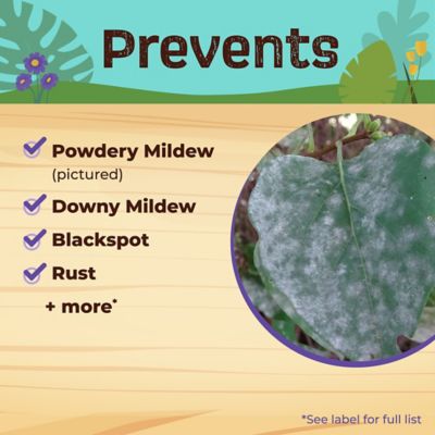 Image showing  Captain Jack's Rose Rx 4-in-1 Insect & Disease Control, Ready-to-Use Spray