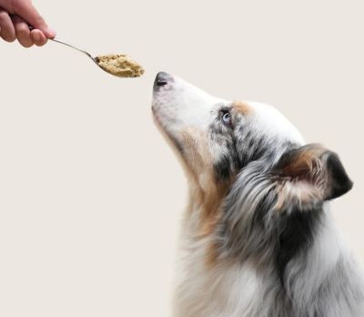 Image showing  Goodbowl Harvest Chicken Freshly Crafted Dog Food, 16 oz.