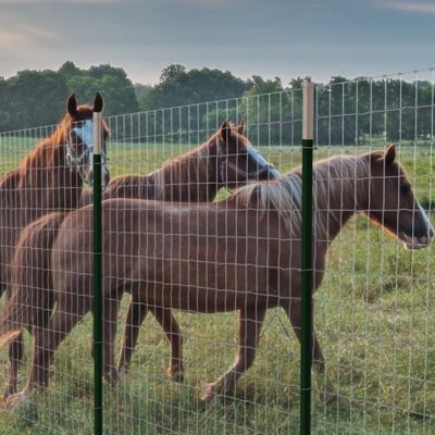 Image showing  48 in. x 200 ft. 12-1/2 Gauge Galvanized Steel Horse Fence