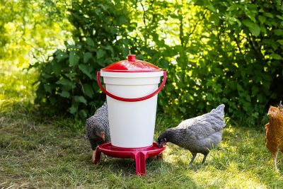 Image showing  Poultry Waterer Bucket 24 Liter