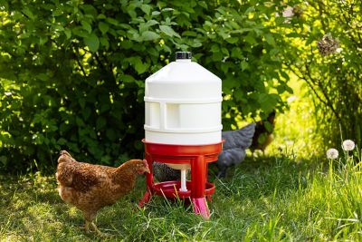 Image showing  Poultry Waterer 30 Liter