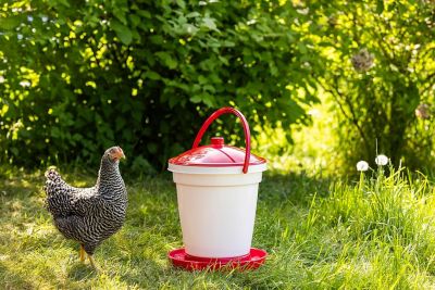 Image showing  Poultry Waterer Bucket 18 Liter