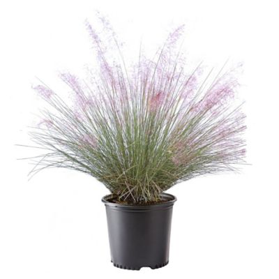 2.25 gal. Pink Muhly Grass Plant