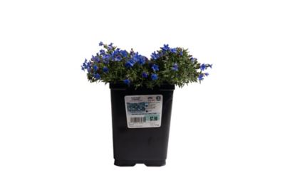 Costa Farms 2 qt. Lithodora