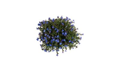 Image showing  2 qt. Lithodora