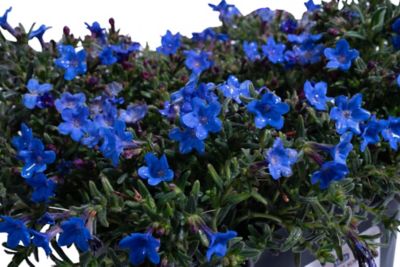 Image showing  2 qt. Lithodora