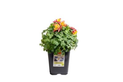 Costa Farms 2 qt. Aquilegia