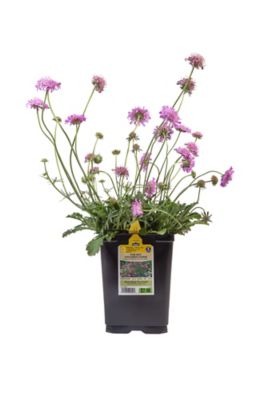 Costa Farms 2 qt. Scabiosa