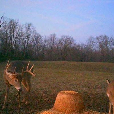 Image showing  Wildlife Feed Keg 125lb