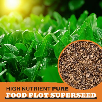 Image showing  Premium Chicory Food Plot Seeds
