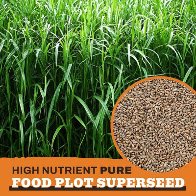Image showing  Bedding Switchgrass Food Plot Seeds