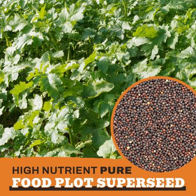Image showing  Forage Rapeseed Food Plot Seeds