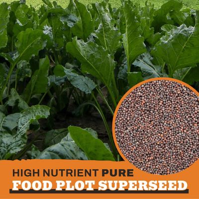 Image showing  Purple Top Turnips Food Plot Seeds