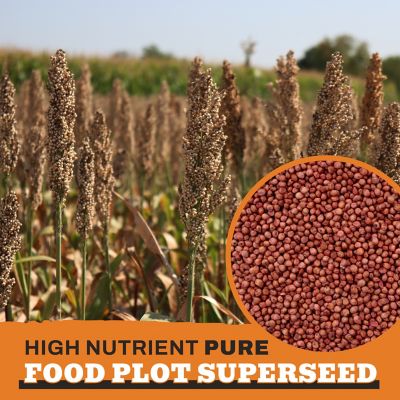 Image showing  Screening Forage Sorghum Food Plot Seeds