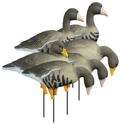 Higdon Outdoors APEX Full-Size Full-Body Variety Pk, Specklebelly (6pk)