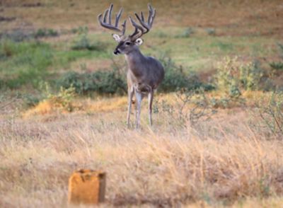 Image showing  AntlerMax Deer Block with Climate Guard, 33 lb.
