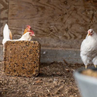 Image showing  Flock Block Poultry Supplement, 25 lb. Block