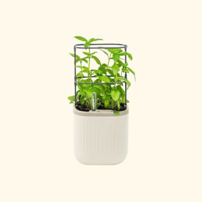 Image showing  Self-Watering Mini Planter Pot with Trellis, Cream White, 2 pk.