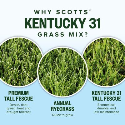 Image showing 5 th Scotts Kentucky 31 Mix 40 lb.