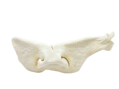 The Treat Shack 8 to 9 in. Beef Snouts Natural Dog Chew Treats, Jumbo, 3CT