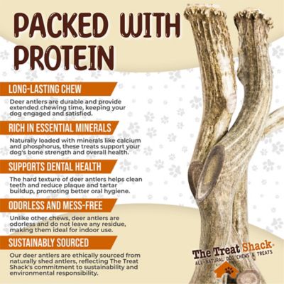 Image showing  Whole Naturally Shed 10 in. Deer Antler Dog Treats, Giant, 2CT