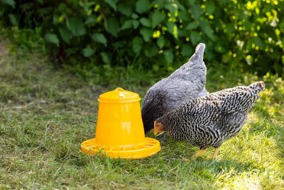 Image showing  Poultry Feeder 5.25L