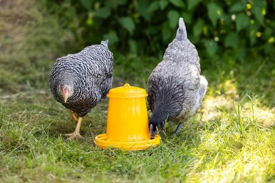 Image showing  Poultry Feeder 2.5L