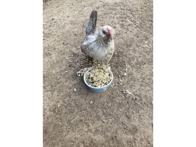 Image showing  Cold Winter Nights, Warm Oatmeal Treat for Extra Calories