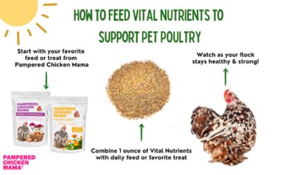 Image showing  Vital Nutrients Supplemental Essential Vitamins & Trace Minerals For Pet Chickens & Ducks, VN26