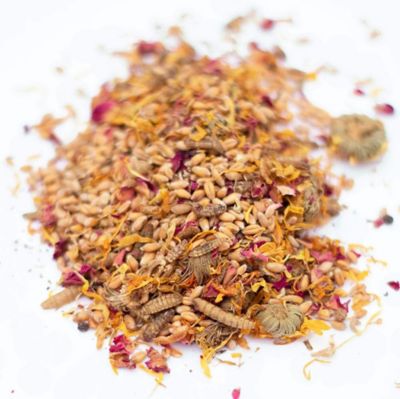 Image showing  PowerHen High Protein Treat With Mealworms, Black Soldier Fly Larvae and Herbs for Backyard Chickens