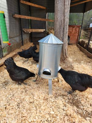 Image showing  Rugg'EGG' Ranch Poultry Silo Feeder