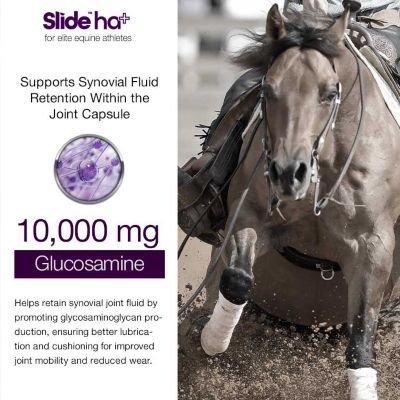 Image showing  Hyaluronic Acid UCII Collagen Supplement for Horses