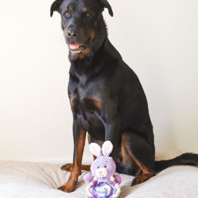 Image showing  Sport Bunny Plush Dog Toy