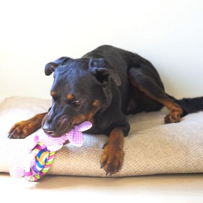 Image showing  Sport Bunny Plush Dog Toy