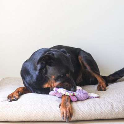 Image showing  Sport Bunny Plush Dog Toy