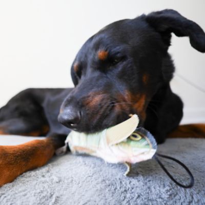 Image showing  Perch Plush Dog Toy