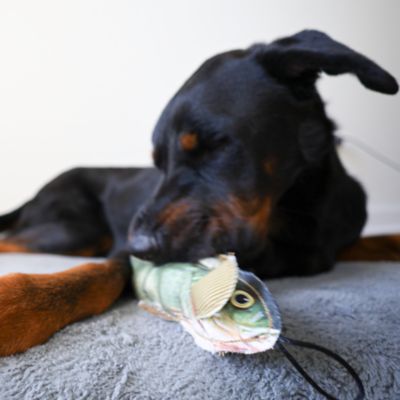 Image showing  Perch Plush Dog Toy