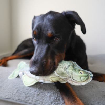 Image showing  Bass Plush Dog Toy